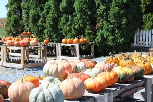 Perfect Pots Strasburg Pennsylvania Locally Owned Family Operated Fall Varieties