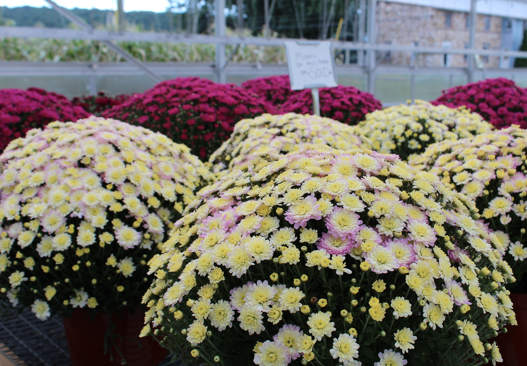Mums & Fall Harvest Decorations Lancaster County Greenhouses & Garden Centers